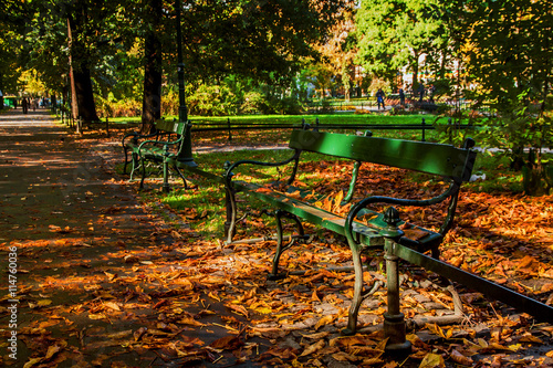 Bench in green park with path way