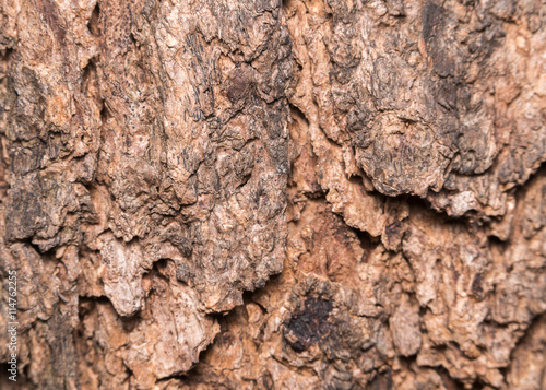 Bark of Elm. Seamless Tileable Texture. © praphab144