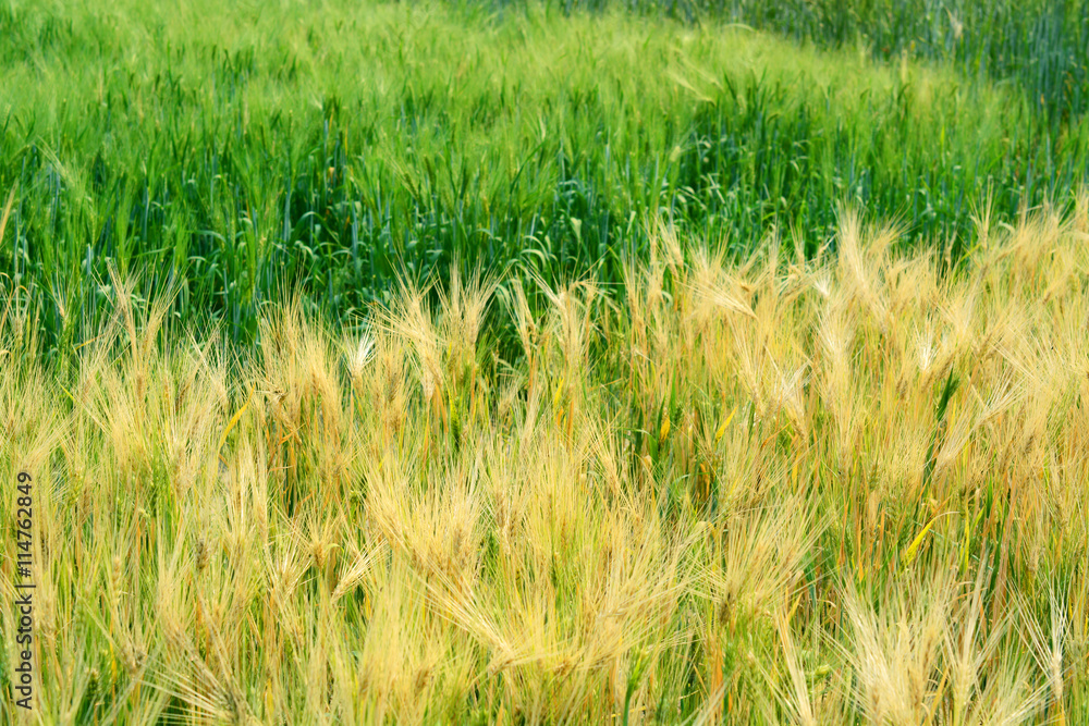 Green wheat field. Green wheat field.
