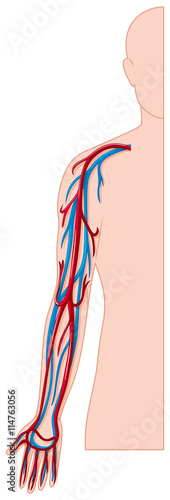Blood vessels in human arm