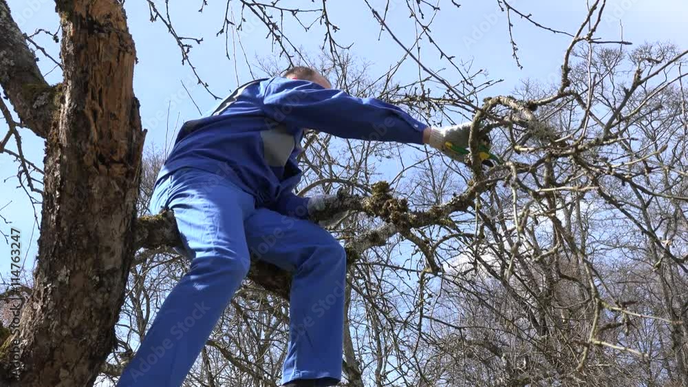 custom made wallpaper toronto digitalskilled grower man pruning branches with shears high on tree on blue sky