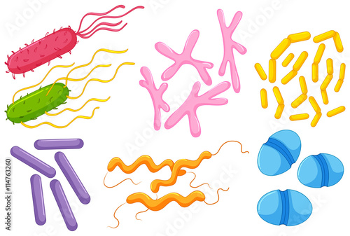 Different types of bacteria in intestines