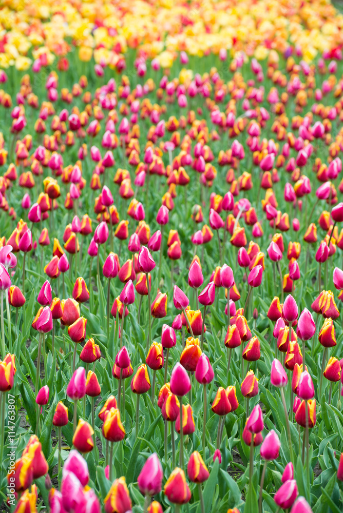 Colorful tulips