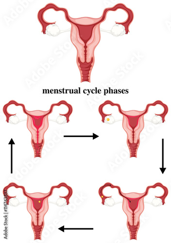 Menstrual cycle phases in human