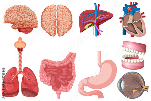 Set of human anatomy