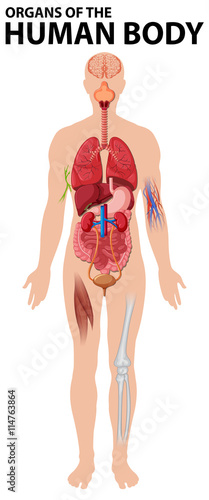 Diagram of organs of the human body photo