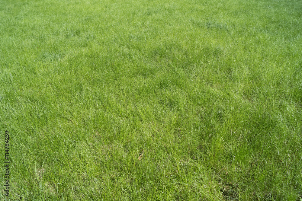 Spring soft grass on meadow in mountain, nice green background Spring soft grass on meadow in mountain, nice green background