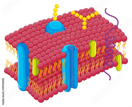 Cell membrane in closer look