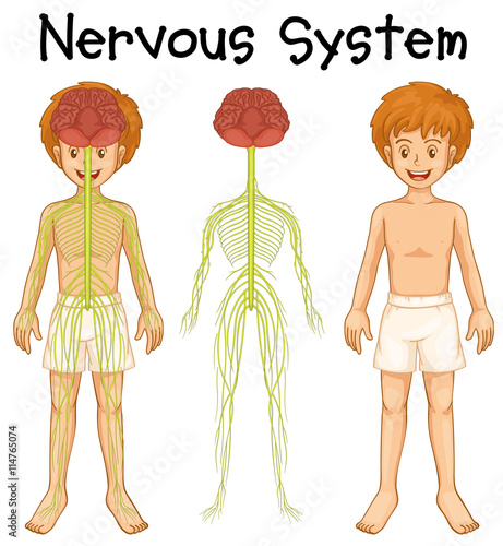 Nervous system of human boy