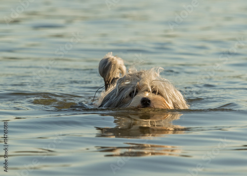 Havaneser Hund schwimmt im See