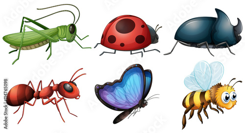 different type of insects