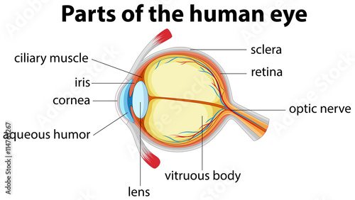 Parts of human eye with name