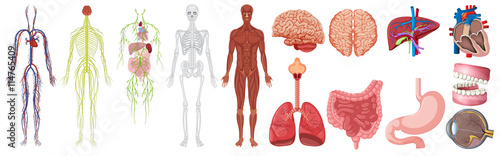 Set of human anatomy and systems