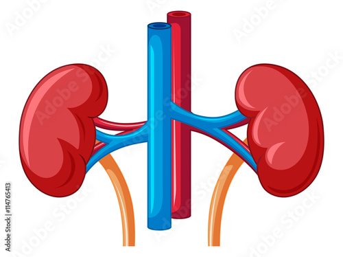 Close up diagram of kidney