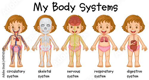 Different systems in human being