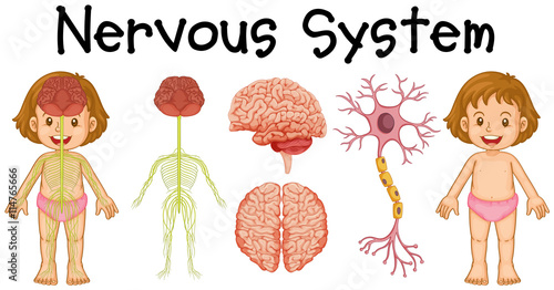 Nervous system of little girl