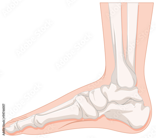 Foot bone of human