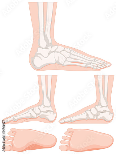 Set of human foot bone