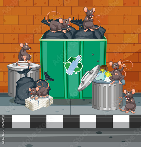 Dirty rats all over trashcans