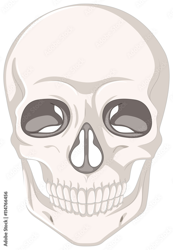 Human skull on white background