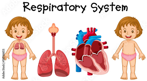 Respiratory system in little girl
