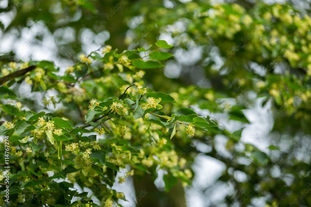 Blooming branches of lime tree (Tilia cordata)