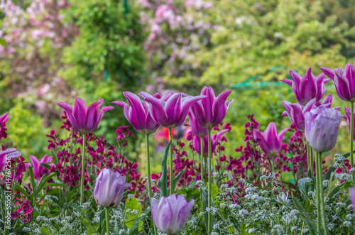 Springtime garden in Giverny France has an abundance of beautiful flowers