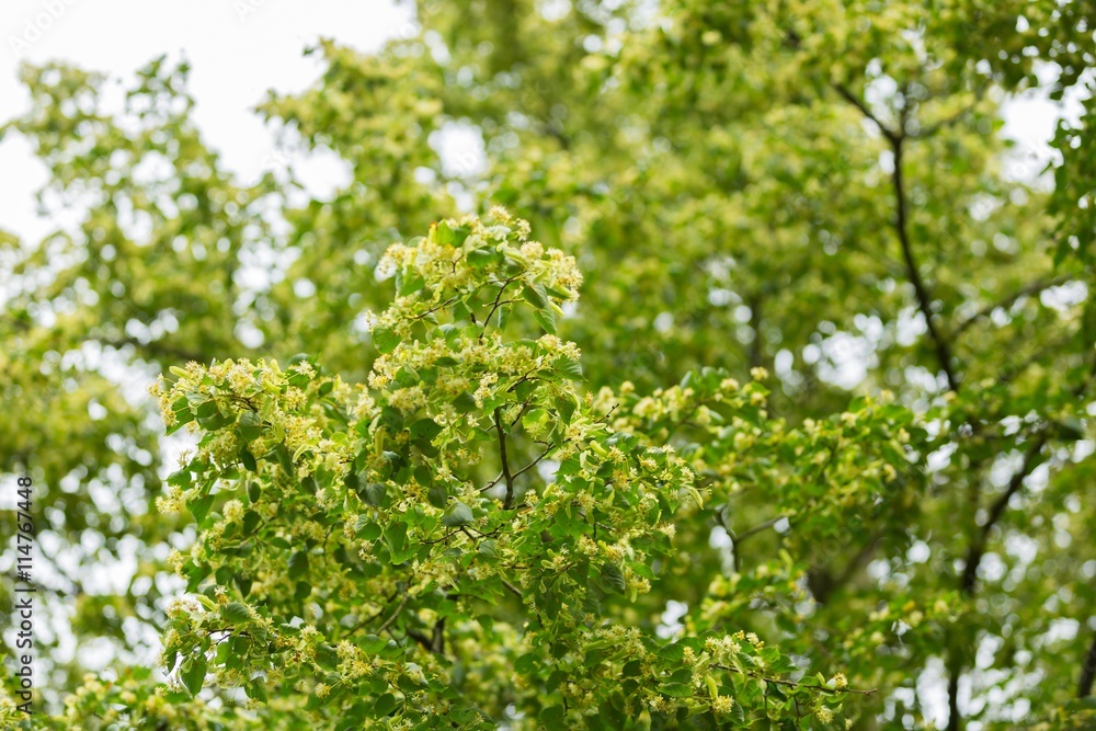 Blooming branches of lime tree (Tilia cordata) Blooming branches of lime tree (Tilia cordata)