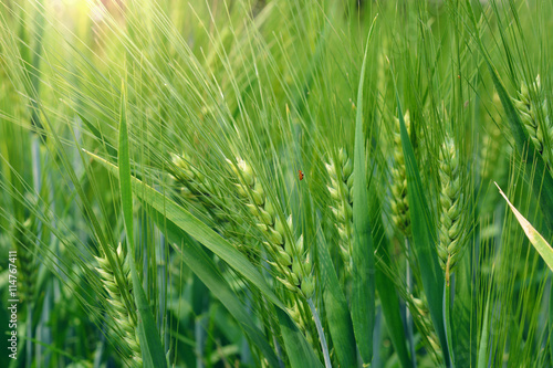 fresh green wheat field during summer day.