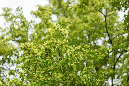 Blooming branches of lime tree  Tilia cordata 
