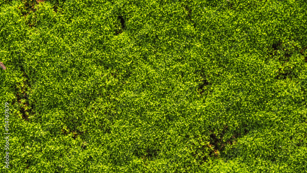 Green moss on old concrete floor