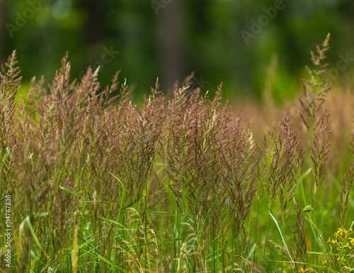 Beautiful blooming grass in summer