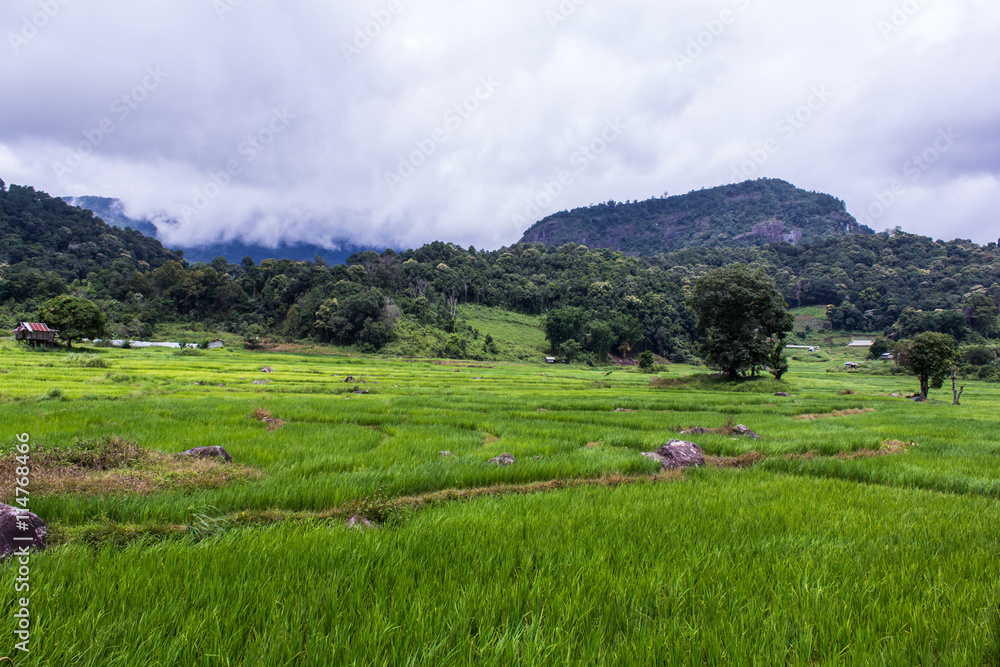 Terraced Rice Field, Pha Mon Chiangmai Thailand Terraced Rice Field, Pha Mon Chiangmai Thailand