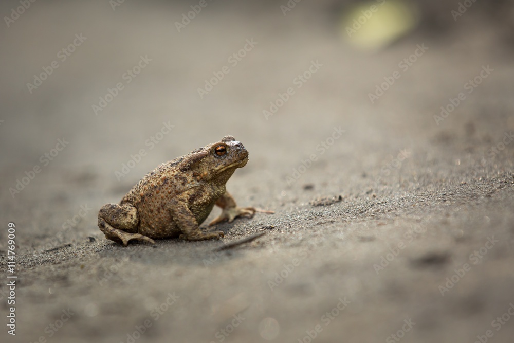 Obraz premium Wild brown toad walking on sand