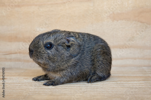 Meerschweinchen - Neugeborenes - Jungtier