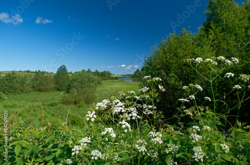 Russian summer meadow