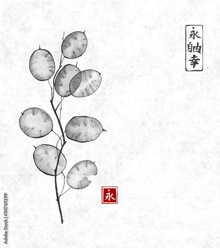 Annual honesty hand drawn with ink on rice paper background. Traditional Japanese ink painting sumi-e. Contains hieroglyphs - eternity, freedom, happiness