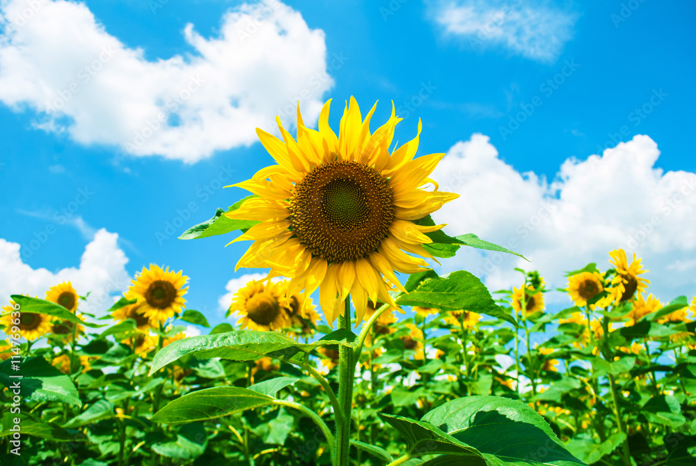 Sunflower against the blue cloudy sky on a hot summer day Sunflower against the blue cloudy sky on a hot summer day