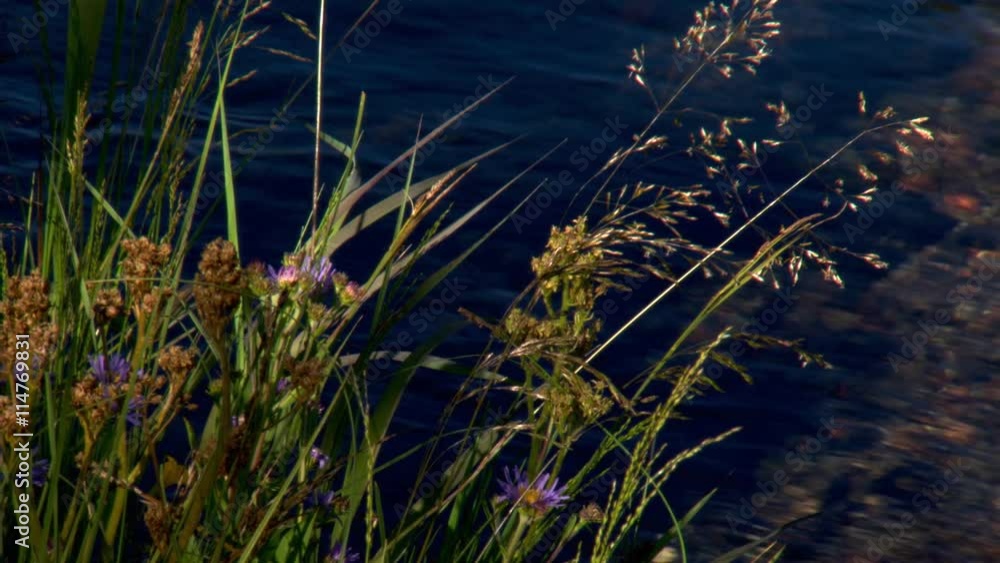 Streamside grasses and wildflowers against a background of rippling water Streamside grasses and wildflowers against a background of rippling water