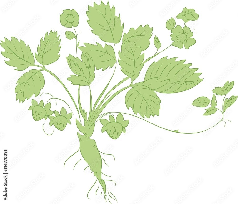 sketch of Strawberry plant sketch of Strawberry plant