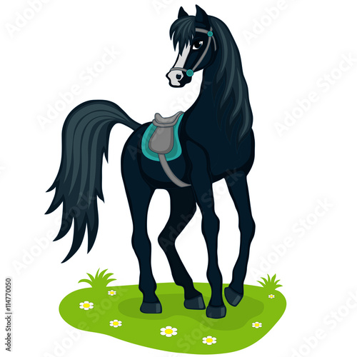 black stallion