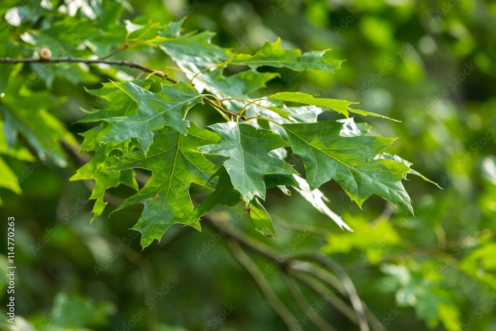 Oak leaves background Oak leaves background