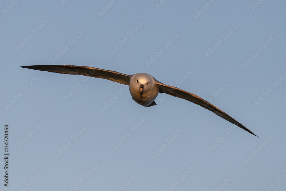 Northern Fulmar in flight over the ocean Northern Fulmar in flight over the ocean
