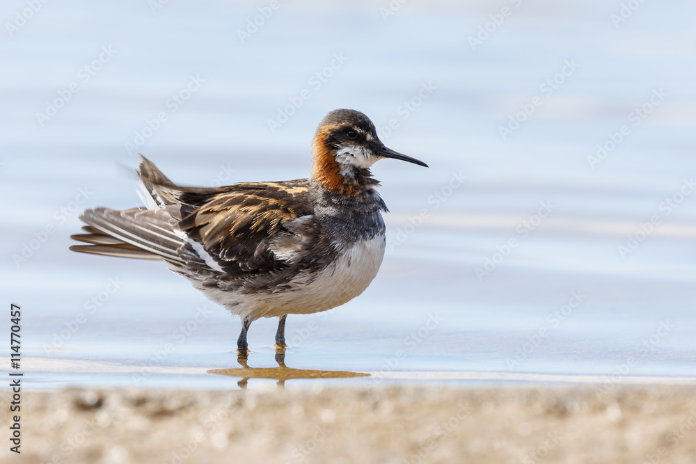 The red-necked phalarope (Phalaropus lobatus) The red-necked phalarope (Phalaropus lobatus)