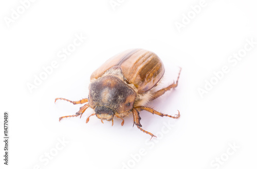 The cockchafer European beetle on white background