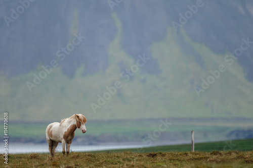 Icelandic horses in a Icelandic landscape 