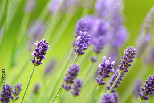 Lavender flower blooming scented fields