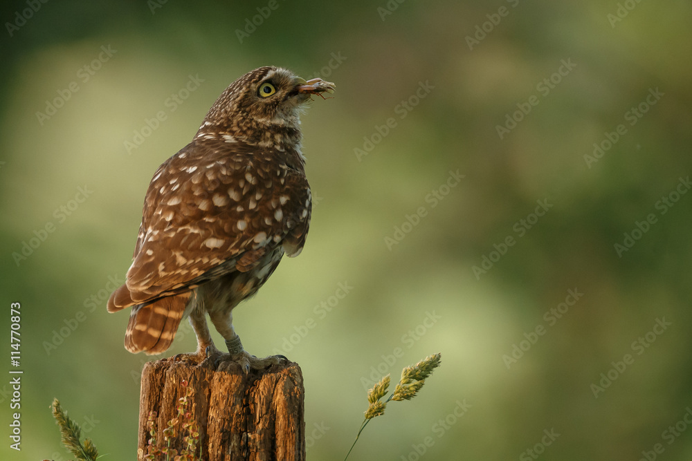 Fototapeta premium Little owl in last sunlight on a spring day 