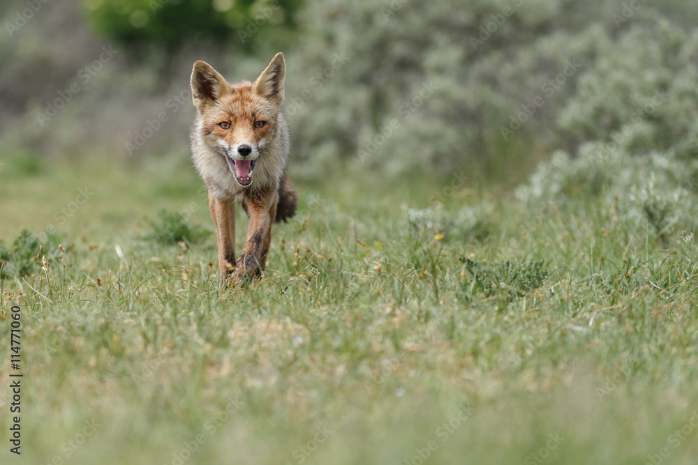 Fototapeta premium Red fox in nature on a sunny day
