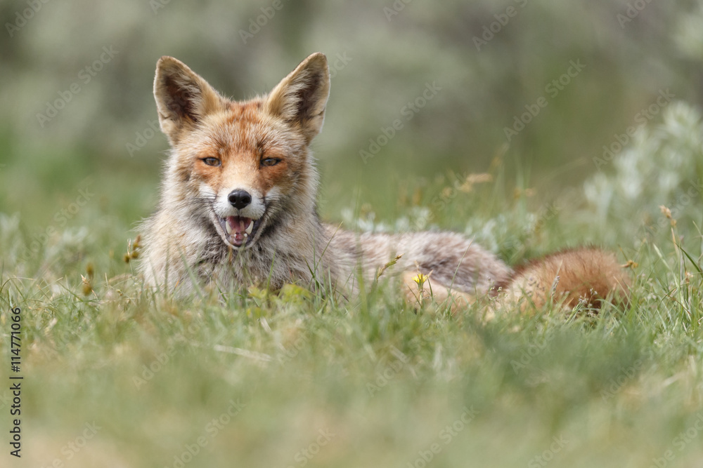 Naklejka premium Red fox in nature on a sunny day
